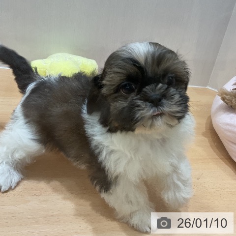 千葉県のシーズー (ペットプラス 成田店/2025年11月8日生まれ/男の子/ホワイトゴールド)の子犬の3枚目の画像