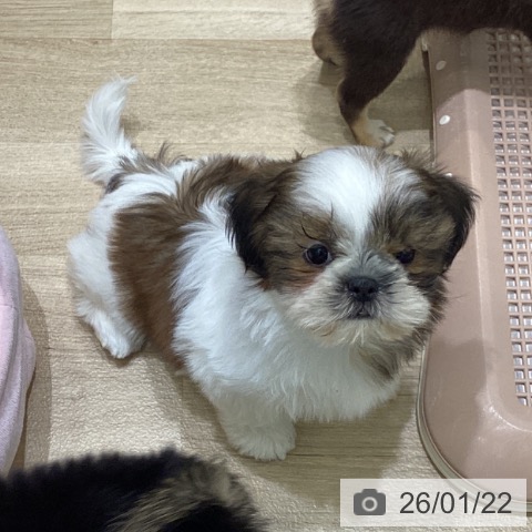 シー・ズーの写真