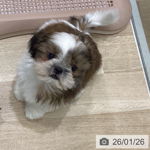 岩手県のシーズー (ペットプラス 盛岡南店/2025年11月8日生まれ/女の子/ホワイトゴールド)の子犬の4枚目の画像