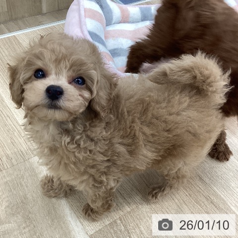 山梨県のトイプードル(トイ) (ペットプラス 甲府国母店/2025年11月8日生まれ/男の子/クリーム)の子犬の4枚目の画像