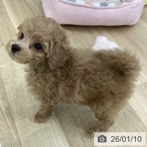 山梨県のトイプードル(トイ) (ペットプラス 甲府国母店/2025年11月8日生まれ/男の子/クリーム)の子犬の3枚目の画像