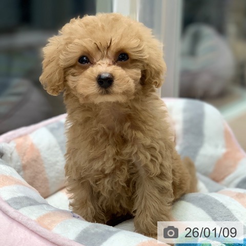 千葉県のトイプードル(トイ) (ペットプラス 幕張新都心店/2025年11月8日生まれ/男の子/クリーム)の子犬の4枚目の画像