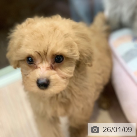 千葉県のトイプードル(トイ) (ペットプラス 幕張新都心店/2025年11月8日生まれ/男の子/クリーム)の子犬の3枚目の画像