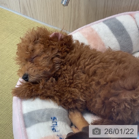 福島県のトイプードル(トイ) (ペットプラス イオンタウン郡山店/2025年11月7日生まれ/男の子/アプリコット)の子犬の3枚目の画像