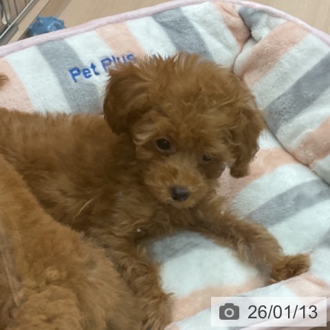 埼玉県のトイプードル(トイ) (ペッツワン 新座店/2025年11月7日生まれ/女の子/アプリコット)の子犬の4枚目の画像