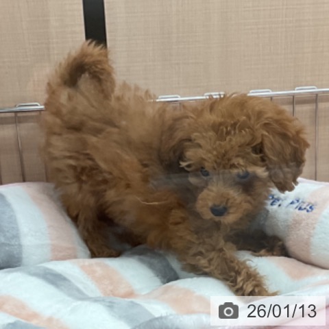 埼玉県のトイプードル(トイ) (ペッツワン 新座店/2025年11月7日生まれ/女の子/アプリコット)の子犬の3枚目の画像