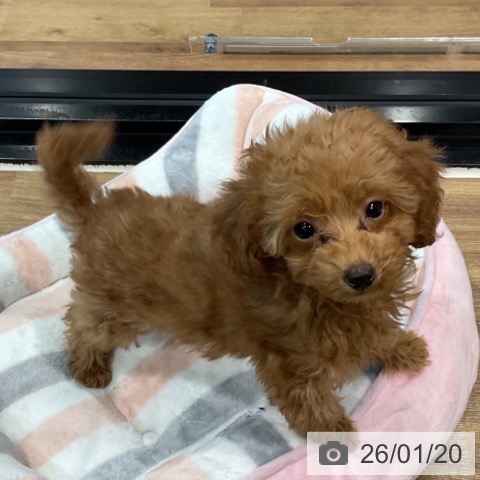 埼玉県のトイプードル(トイ) (ペッツワン 新座店/2025年11月7日生まれ/女の子/アプリコット)の子犬の3枚目の画像