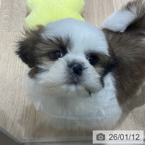 シー・ズーの写真