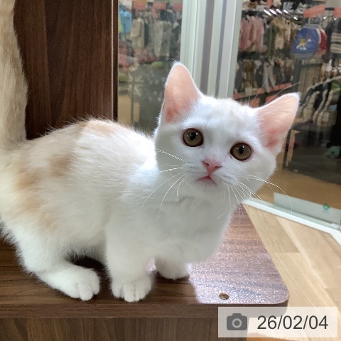 ミヌエットの写真