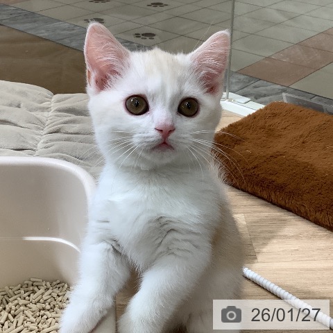 東京都のミヌエット (ペットプラス 日の出店/2025年10月29日生まれ/男の子/クリームタビーホワイト)の子猫の3枚目の画像