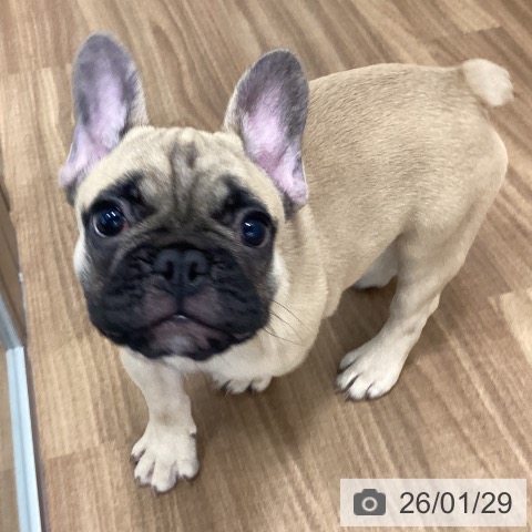 茨城県のフレンチブルドッグ (ペッツワン つくば店/2025年11月4日生まれ/男の子/フォーン)の子犬の4枚目の画像