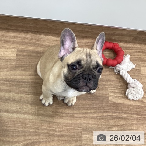 茨城県のフレンチブルドッグ (ペッツワン つくば店/2025年11月4日生まれ/男の子/フォーン)の子犬の4枚目の画像
