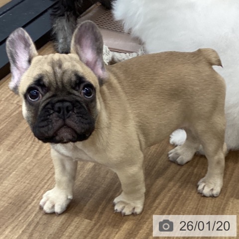 茨城県のフレンチブルドッグ (ペッツワン つくば店/2025年11月4日生まれ/男の子/フォーン)の子犬の3枚目の画像