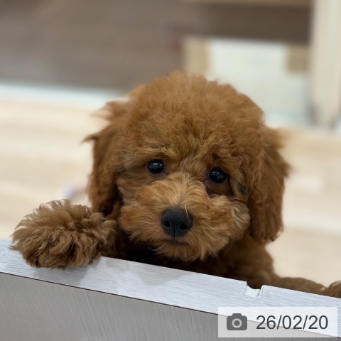 埼玉県のトイプードル(トイ) (ペットプラス 所沢店/2025年11月10日生まれ/男の子/レッド)の子犬の4枚目の画像