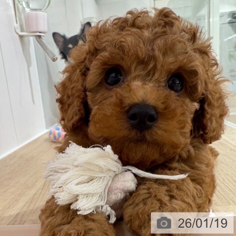 埼玉県のトイプードル(トイ) (ペットプラス 所沢店/2025年11月10日生まれ/男の子/レッド)の子犬の3枚目の画像