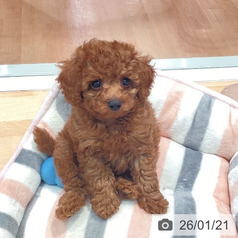 神奈川県のトイプードル(トイ) (ペットプラス 海老名店/2025年11月10日生まれ/男の子/レッド)の子犬の4枚目の画像