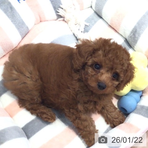 神奈川県のトイプードル(トイ) (ペットプラス 海老名店/2025年11月10日生まれ/男の子/レッド)の子犬の3枚目の画像