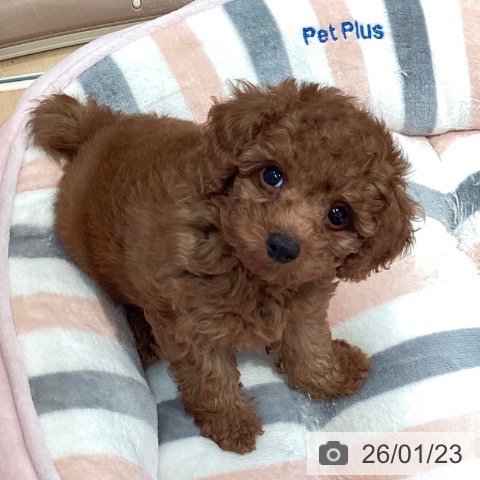 神奈川県のトイプードル(トイ) (ペットプラス 海老名店/2025年11月10日生まれ/男の子/レッド)の子犬の3枚目の画像