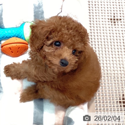 神奈川県のトイプードル(トイ) (ペットプラス 海老名店/2025年11月10日生まれ/男の子/レッド)の子犬の3枚目の画像