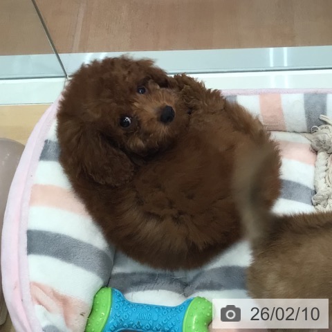 神奈川県のトイプードル(トイ) (ペットプラス 海老名店/2025年11月10日生まれ/男の子/レッド)の子犬の4枚目の画像