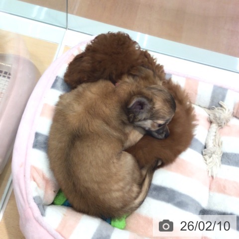 神奈川県のトイプードル(トイ) (ペットプラス 海老名店/2025年11月10日生まれ/男の子/レッド)の子犬の3枚目の画像