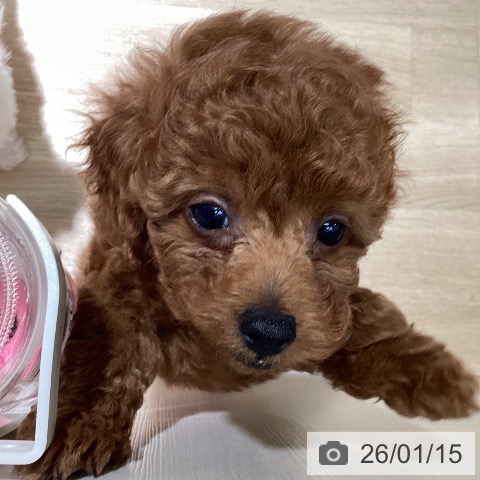 埼玉県のトイプードル(トイ) (ペットプラス イオンモール春日部店/2025年11月10日生まれ/女の子/レッド)の子犬の3枚目の画像