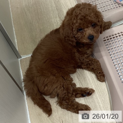 埼玉県のトイプードル(トイ) (ペットプラス イオンモール春日部店/2025年11月10日生まれ/女の子/レッド)の子犬の4枚目の画像