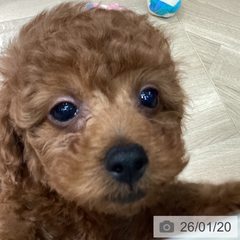 埼玉県のトイプードル(トイ) (ペットプラス イオンモール春日部店/2025年11月10日生まれ/女の子/レッド)の子犬の3枚目の画像