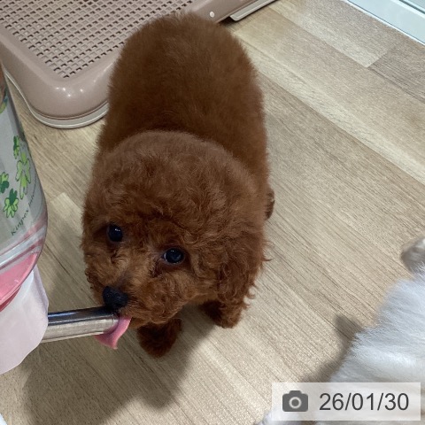 埼玉県のトイプードル(トイ) (ペットプラス イオンモール春日部店/2025年11月10日生まれ/女の子/レッド)の子犬の4枚目の画像