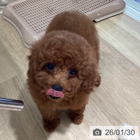 埼玉県のトイプードル(トイ) (ペットプラス イオンモール春日部店/2025年11月10日生まれ/女の子/レッド)の子犬の3枚目の画像