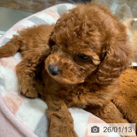 東京都のトイプードル(トイ) (ペットプラス 立川高島屋S.C.店/2025年11月10日生まれ/女の子/レッド)の子犬の3枚目の画像