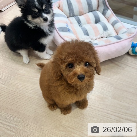 東京都のトイプードル(トイ) (ペットプラス 多摩平の森店/2025年11月10日生まれ/女の子/レッド)の子犬の4枚目の画像