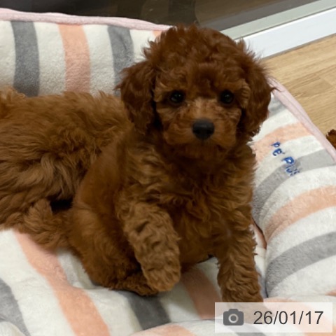 東京都のトイプードル(トイ) (ペットプラス 多摩平の森店/2025年11月10日生まれ/女の子/レッド)の子犬の3枚目の画像