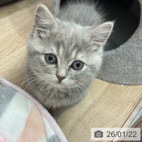 埼玉県のスコティッシュフォールド (ペットプラス 与野店/2025年11月5日生まれ/女の子/ブルーパッチドタビー)の子猫の3枚目の画像