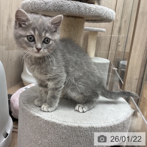 埼玉県のスコティッシュフォールド (ペットプラス 与野店/2025年11月5日生まれ/女の子/ブルーパッチドタビー)の子猫の3枚目の画像