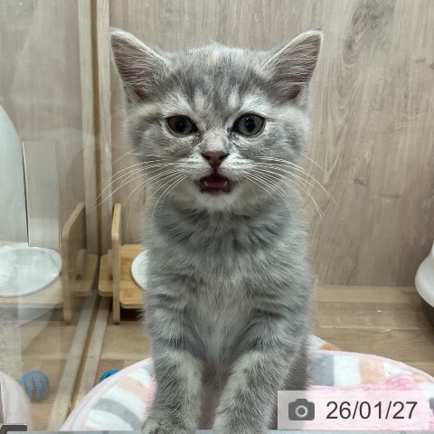 埼玉県のスコティッシュフォールド (ペットプラス 与野店/2025年11月5日生まれ/女の子/ブルーパッチドタビー)の子猫の3枚目の画像