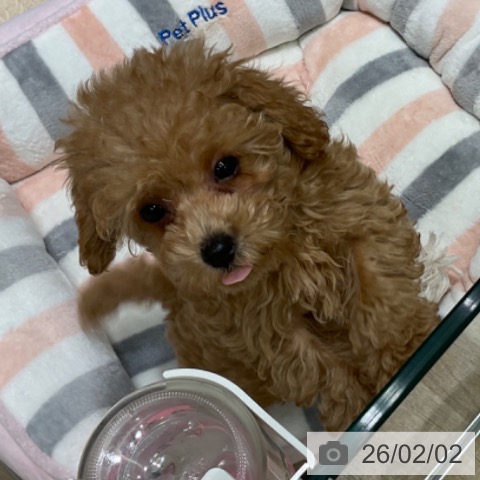 トイ・プードルの写真