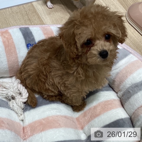 東京都のトイプードル(トイ) (ペットプラス 立川高島屋S.C.店/2025年11月9日生まれ/男の子/アプリコット)の子犬の3枚目の画像