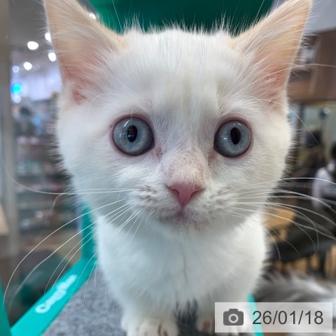 千葉県のミヌエット (ペットプラス 幕張新都心店/2025年11月5日生まれ/女の子/クリームポイント)の子猫の3枚目の画像