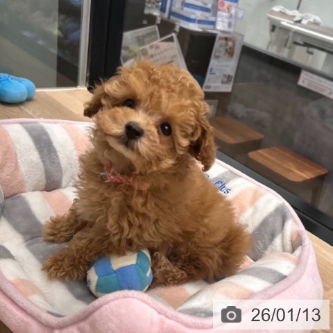 神奈川県のトイプードル(トイ) (ペットプラス 武蔵小杉店/2025年11月3日生まれ/男の子/アプリコット)の子犬の4枚目の画像