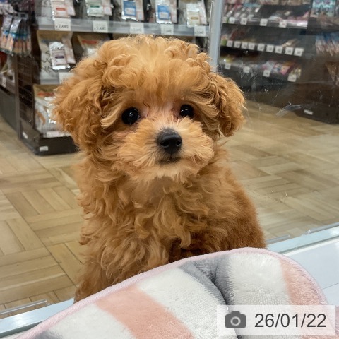 千葉県のトイプードル(トイ) (ペッツワン 千葉ニュータウン店/2025年11月3日生まれ/女の子/アプリコット)の子犬の3枚目の画像