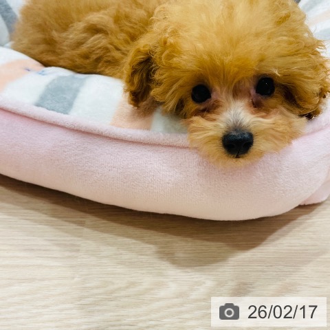 千葉県のトイプードル(トイ) (ペットプラス ユーカリが丘店/2025年11月3日生まれ/女の子/アプリコット)の子犬の3枚目の画像