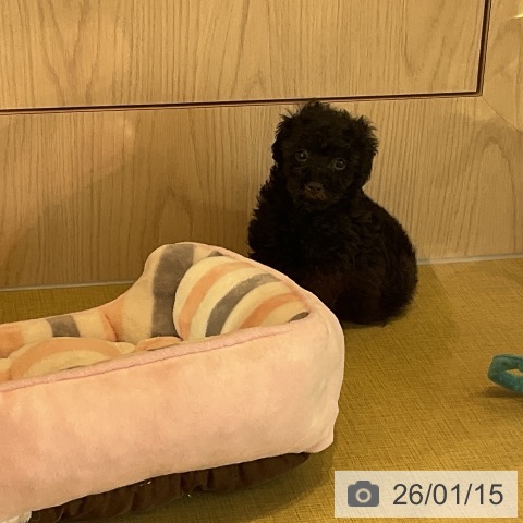 トイ・プードルの写真