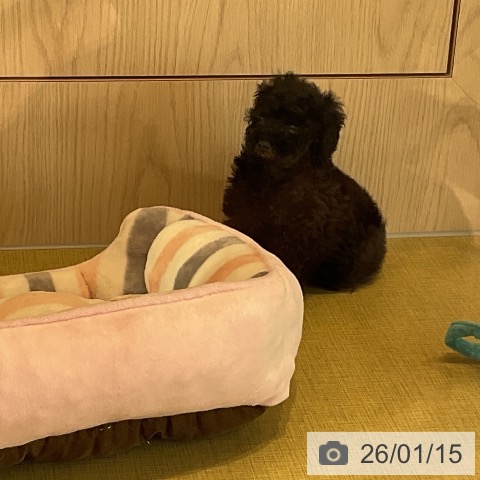 福島県のトイプードル(トイ) (ペットプラス イオンタウン郡山店/2025年11月7日生まれ/男の子/ブラックタン)の子犬の4枚目の画像