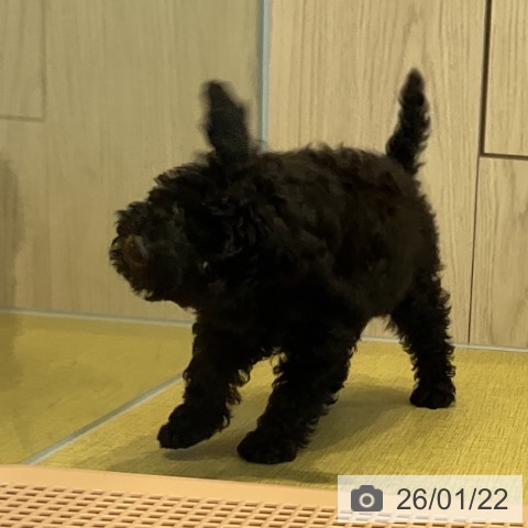 福島県のトイプードル(トイ) (ペットプラス イオンタウン郡山店/2025年11月7日生まれ/男の子/ブラックタン)の子犬の3枚目の画像