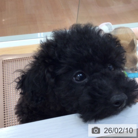 トイ・プードルの写真