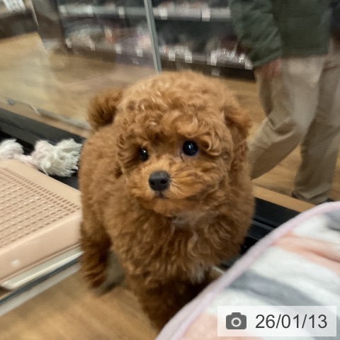 埼玉県のトイプードル(トイ) (ペッツワン 新座店/2025年11月8日生まれ/男の子/レッド)の子犬の4枚目の画像