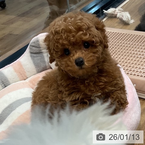 埼玉県のトイプードル(トイ) (ペッツワン 新座店/2025年11月8日生まれ/男の子/レッド)の子犬の3枚目の画像