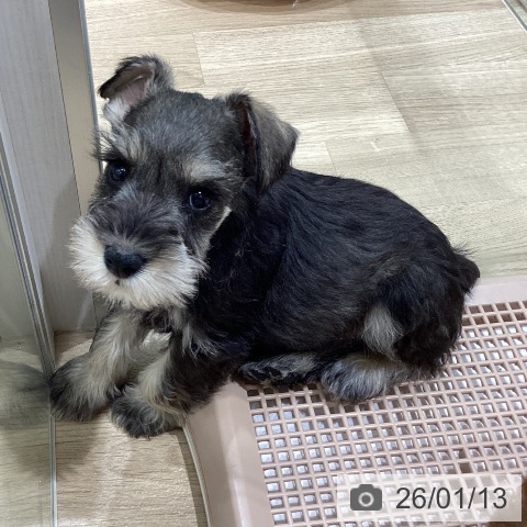 長野県のミニチュアシュナウザー (ペットプラス 須坂店/2025年11月12日生まれ/男の子/ソルトペッパー)の子犬の4枚目の画像