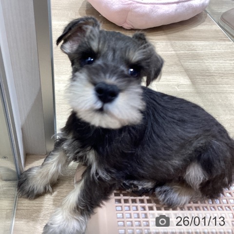 長野県のミニチュアシュナウザー (ペットプラス 須坂店/2025年11月12日生まれ/男の子/ソルトペッパー)の子犬の3枚目の画像